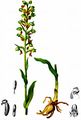 Grüne Hohlzunge - Dactylorhiza viridis (L.) R. M. Bateman, Pridgeon & M. W. Chase