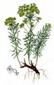 Zypressen-Wolfsmilch - Euphorbia cyparissias L.