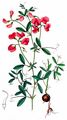 Knollen-Platterbse - Lathyrus tuberosus L.