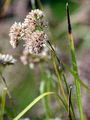 Snow-White Wood-Rush - Luzula nivea (Nathh.) DC.