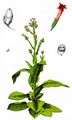 Tobacco - Nicotiana tabacum L.