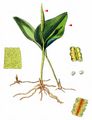 Adder's-Tongue - Ophioglossum vulgatum L.