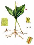 Gewöhnliche Natternzunge - Ophioglossum vulgatum L. 