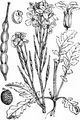 Acker-Rettich - Raphanus raphanistrum L.