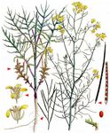 Ungarische Rauke - Sisymbrium altissimum L. 