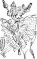 Kohl-Gänsedistel - Sonchus oleraceus L.