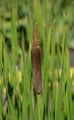 Shuttleworth's Bulrush - Typha shuttleworthii W. D. J. Koch & Sond.