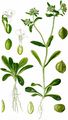 Gewöhnlicher Feldsalat - Valerianella locusta (L.) Laterr.