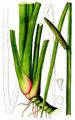 Sweet-Flag - Acorus calamus L.