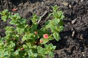 Scarlet Pimpernel - Anagallis arvensis L.