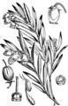 Andromeda polifolia (Poleiblättrige Rosmarinheide) aus Fitch et al. (1924)