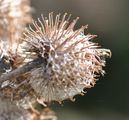 Woolly Burdock - Arctium tomentosum Mill.