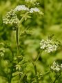Lesser Water-Parsnip - Berula erecta (Huds.) Coville