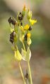 Yellow-Wort - Blackstonia perfoliata (L.) Huds.