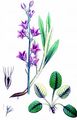 Rapunzel-Glockenblume - Campanula rapunculus L.