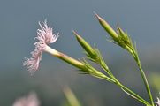 Dianthus superbus (Alpen-Prachtnelke) - Die Blütenblätter sind am Ende zerfranst