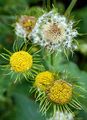Herzblättrige Gemswurz - Doronicum columnae Ten.