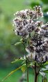 Gewöhnlicher Wasserdost - Eupatorium cannabinum L.