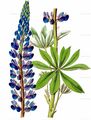 ASCIIiflora