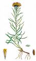 Gold-Aster - Galatella linosyris (L.) Rchb. f.
