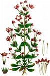 Deutscher Kranzenzian - Gentianella germanica (Willd.) Börner 