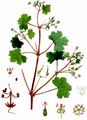 Rundblättriger Storchschnabel - Geranium rotundifolium L.