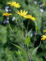 Jerusalem Artichoke - Helianthus tuberosus L.