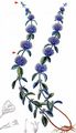 Pennyroyal - Mentha pulegium L.