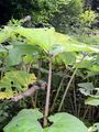 Butterbur - Petasites hybridus (L.) G. Gaertn. & al.