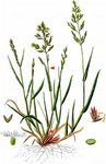 Zusammengedrücktes Rispengras - Poa compressa L. 