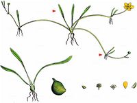Ufer-Hahnenfuß - Ranunculus reptans L. 