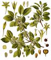 Buckthorn - Rhamnus cathartica L.