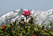 Alpenrose - Rhododendron ferrugineum L.