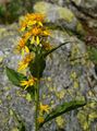 Gewöhnliche Goldrute - Solidago virgaurea L.