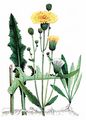 Acker-Gänsedistel - Sonchus arvensis L.