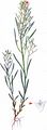 Bractless Toadflex - Thesium ebracteatum Hayne