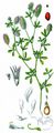 Hare's-Foot Clover - Trifolium arvense L.