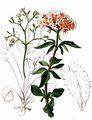 Dreiblättriger Baldrian - Valeriana tripteris L.