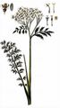 Schwarzrandige Schafgarbe - Achillea atrata L.