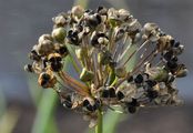 Küchenzwiebel - Allium cepa L.