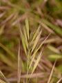 Mittelmeer-Trespe - Anisantha madritensis (L.) Nevski