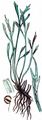 Forked Spleenwort - Asplenium septentrionale (L.) Hoffm.