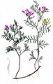 Sand Milk Vetch - Astragalus arenarius L.