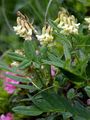Gletscher-Tragant - Astragalus frigidus (L.) A. Gray