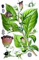 Schwarze Tollkirsche - Atropa bella-donna L.