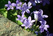 Polsterglockenblume - Campanula portenschlagiana Schult.