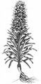 Strauß-Glockenblume - Campanula thyrsoides L.
