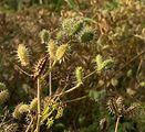 Small Bur-Parsley - Caucalis platycarpos L.