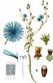 Chicory - Cichorium intybus L.