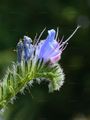 Viper's-Bugloss - Echium vulgare L.